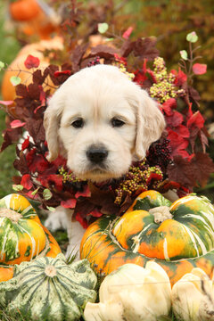 Adorable gold retriever puppy with pumpkins