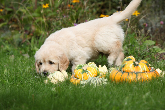 Adorable gold retriever puppy with pumpkins