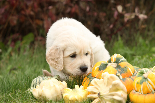 Adorable gold retriever puppy with pumpkins