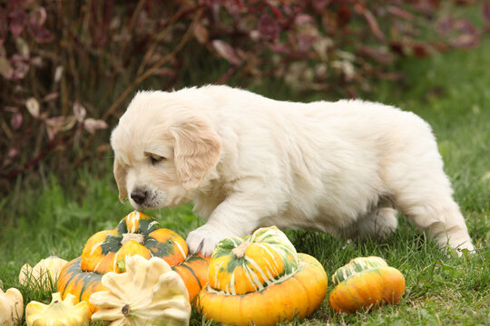 Adorable gold retriever puppy with pumpkins