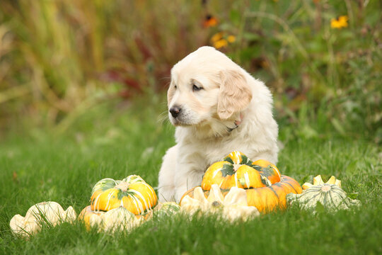 Adorable gold retriever puppy with pumpkins