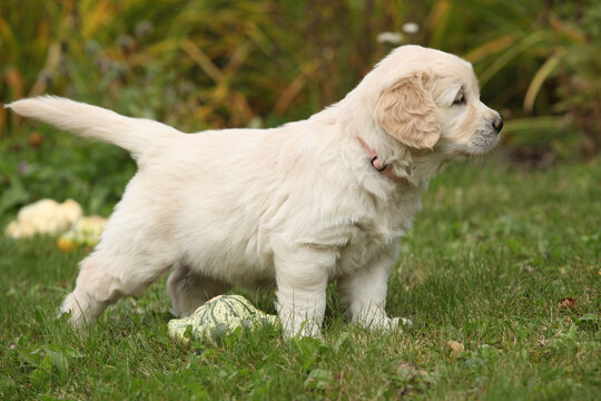 Adorable gold retriever puppy with pumpkins