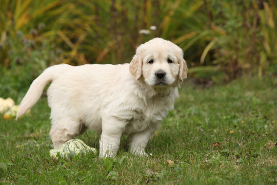 Adorable gold retriever puppy with pumpkins