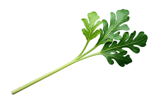 Fresh shungiku garland chrysanthemum leaf with stem preparing for cooking, providing healthy food ingredient