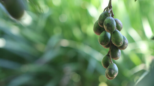 Abundant bunch of fresh green Ambarella fruits (Spondias dulcis) hanging on a tree branch. Concept of fertile tropical harvest and organic fruit plantation.