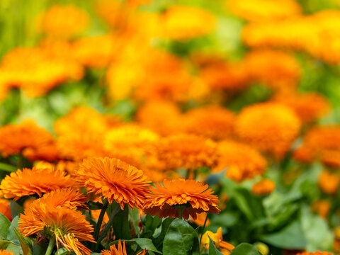 Orange calendula flowers at Aoshima Botanical Garden