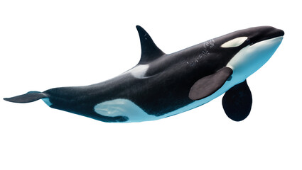Orca whale swimming gracefully, isolated on transparent background © Mira
