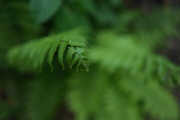 close up of fern leaf © Jaga