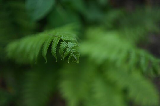 close up of fern leaf