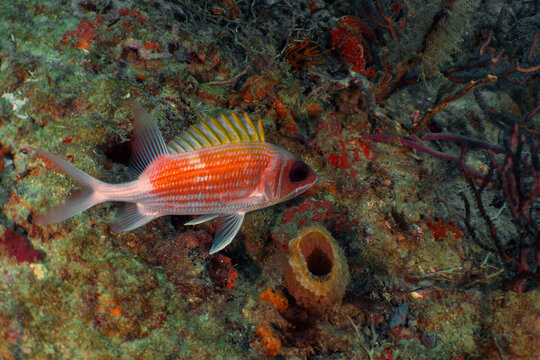 Reef Sentinel: Longspine Squirrelfish Near Sponges in the Florida Reef Tract