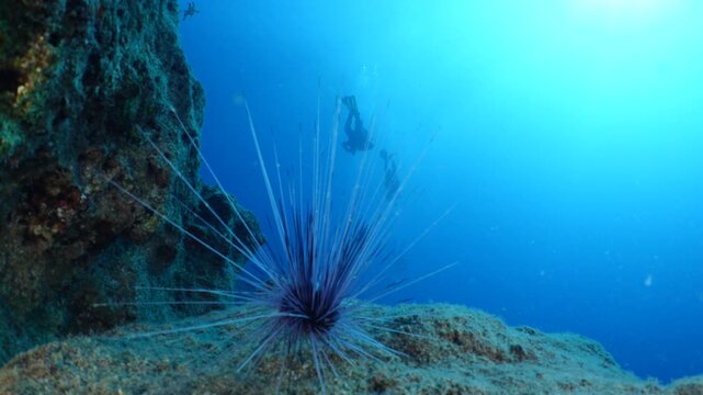 long spine sea urchin scenery underwater