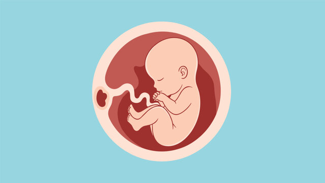 Medical illustration of a human fetus developing inside the womb with the umbilical cord attached, showing prenatal growth.