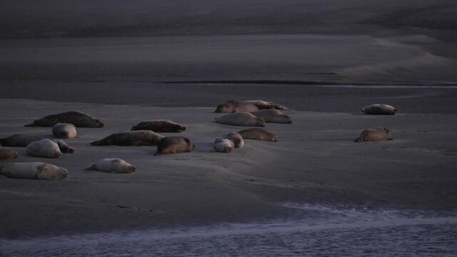 A group of Harbor and Grey seals resting on a sandy beach at dusk along the scenic Opal Coast.