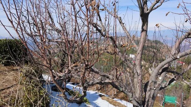 winter agriculture scene with leafless apple trees at day