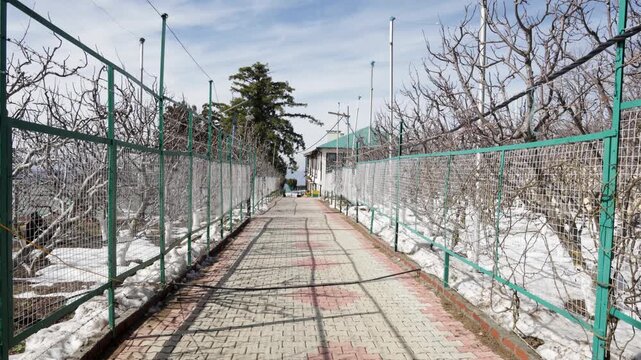 apple orchard rows covered in snow with trees painted white at base
