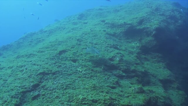 Stingray swimming over big rocks in the Azores