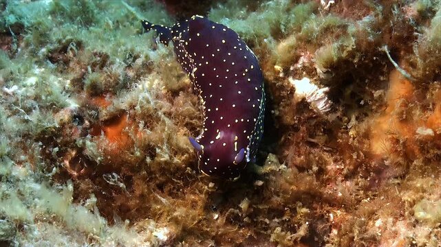 Brown nudibranch with yellow spots close up underwater in The Mediterranean Sea