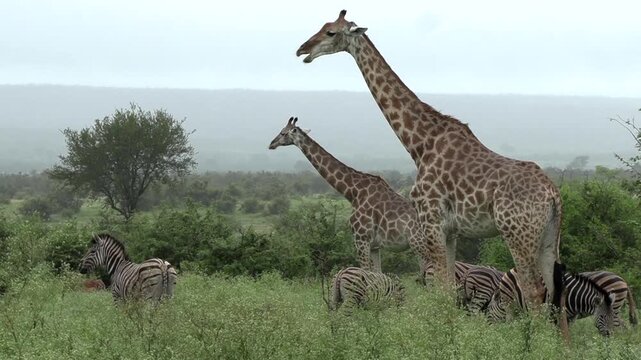 Giraffes and zebras gather together in the lush green bushveld, peacefully coexisting in their natural African wilderness habitat.
