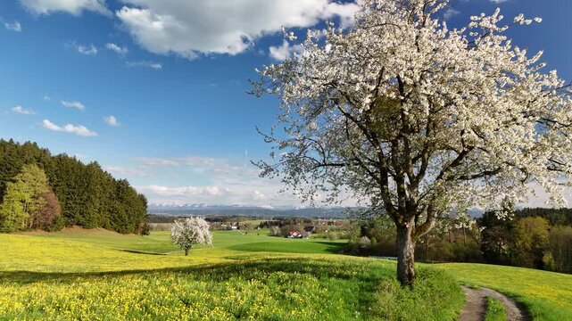 Blooming fruit trees on green pastures in West Allgau with distant Alps view, Oberschwaben, Germany