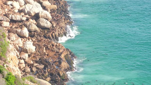 Smelly Cape fur seal colony on rocky shore and swimming, Robberg Nature Reserve