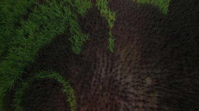 Cinematic drone pull-away shot of a unique rice field with vibrant green and black paddy seedlings; Aerial view