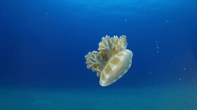 Cassiopea andromeda jellyfish underwater swim mediterranean sea jelly fish