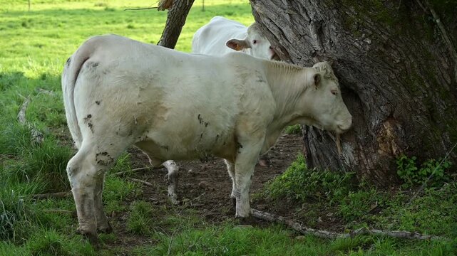 Deux vaches charolaises se frottent contre un vieux tronc d'arbre, puis le l&egrave;che, dans un pr&eacute; au printemps