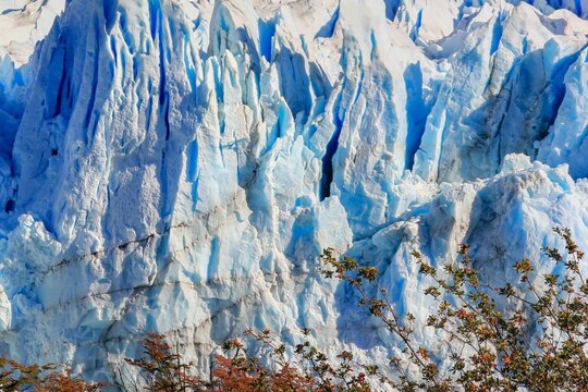 Perito Moreno Glacier blue ice formations in Patagonia with red lenga trees, Los Glaciares National Park, Argentina extreme travel destination