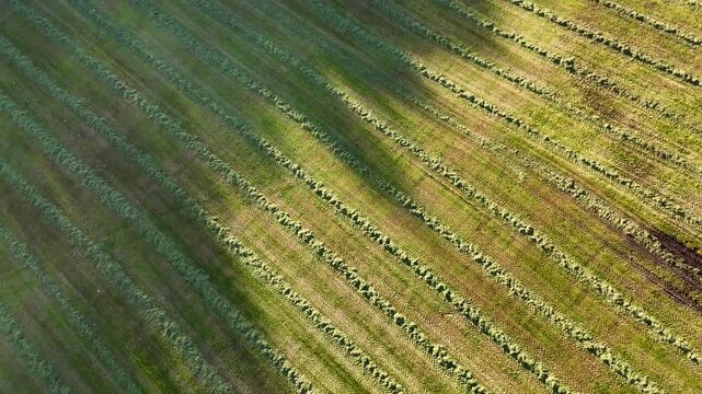 Aerial view flying over mowed field at sunset
