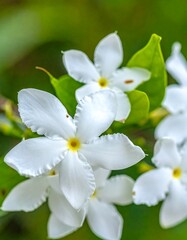 Obraz premium Close-up of white, star-shaped blossoms with yellow centers surrounded by green leaves, bathed in soft sunlight