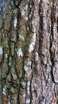 Detailed Texture of Pine Tree Bark with Green Moss and White Lichen, Natural Forest Wood Background Close-up