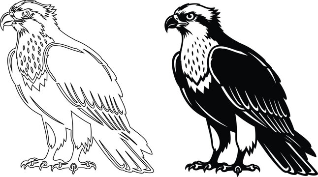 Osprey eagle bird prey hawk silhouette outline graphic