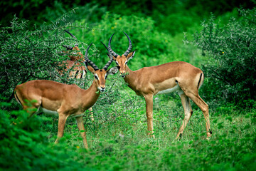 The impala antelope in the savannah found in TARANGIRE NATIONAL PARK © evian