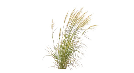 Fototapeta premium Elegant Tall Green Grass Bush with Golden Plumes Isolated on White Background