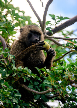 baboon sitting on a tree found in TARANGIRE NATIONAL PARK in TANZANIA