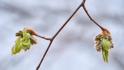 枝先で開く二つのブナの芽吹き Two unfurling beech buds in spring © FRAGMENTSOFHOKKAIDO