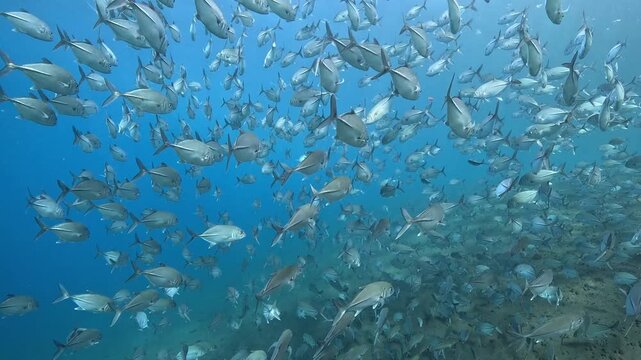 School of Bigeye Trevally (Caranx sexfasciatus), 4K UHD footage, Tulamben Bali Indonesia. Natural synchronized behavior in reef ecosystem, marine biodiversity, open water copy space.