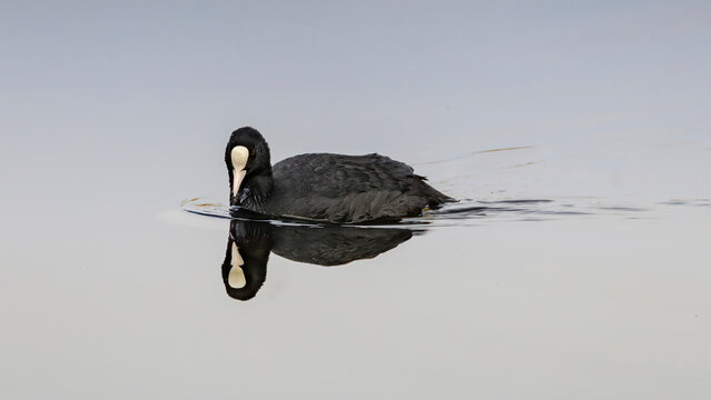eurasian coot on lake with reflection