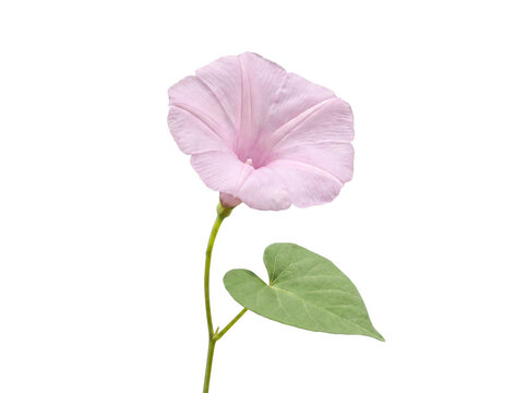 Delicate light pink morning glory flower in full bloom with a single green heart-shaped leaf.