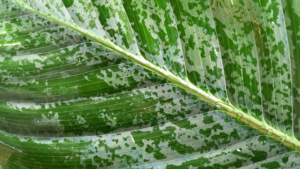 Obraz premium Close-up nature view of a green leaf. Use for a background or wallpaper.