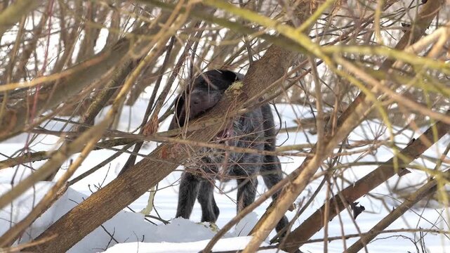 A hunting dog in the forest in winter is gnawing on a tree trunk