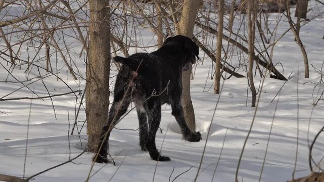 A hunting dog of the German Wirehaired Pointer breed in the forest during winter on a hunt.