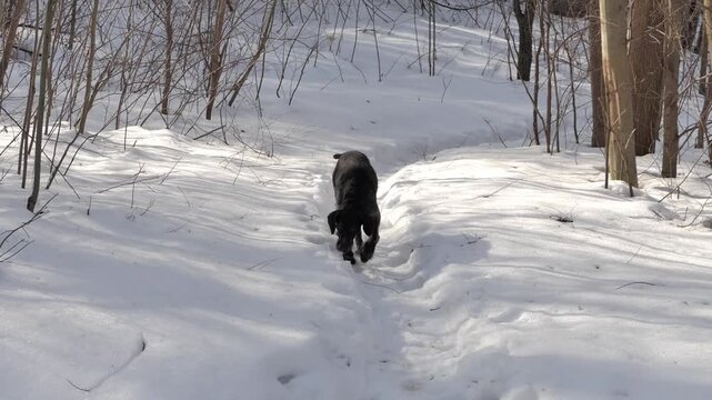 A hunting dog of the German Wirehaired Pointer breed in the forest during winter on a hunt.