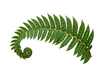 Unfurling green fern frond with a captivating fiddlehead, showcasing new growth. © Ly
