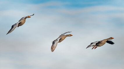 three greylag geese in flight © Andrew