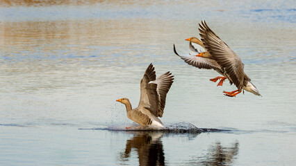 group of greylag geese coming in to land on lake © Andrew