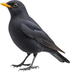 Fototapeta premium Blackbird bird black beak eye closeup side view of blackbird with orange beak, detailed feather