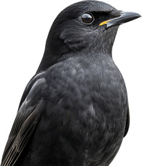 Fototapeta premium Blackbird bird close up portrait black feather Blackbird close up portrait, glossy black feather