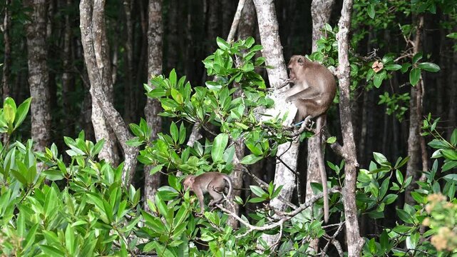 Macaques climb mangrove branches in Khlong Muang
