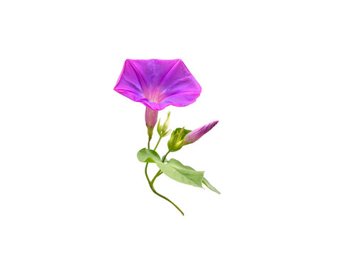 Vibrant purple morning glory blossom in full bloom with developing bud and green foliage.